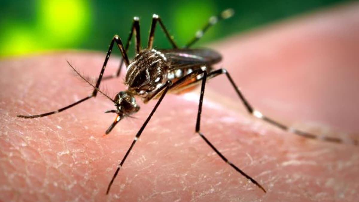 MP que institui pensão especial para crianças com microcefalia pelo Zika Vírus é publicada