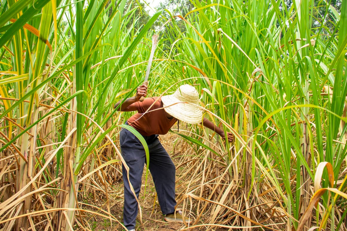 Trabalho em lavoura de cana-de-açúcar é reconhecido como especial e garante aposentadoria